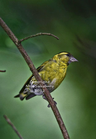 Garden Bird photography by Neil Salisbury Betty Fold Gallery